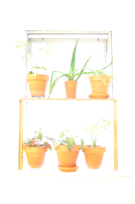 Triffids