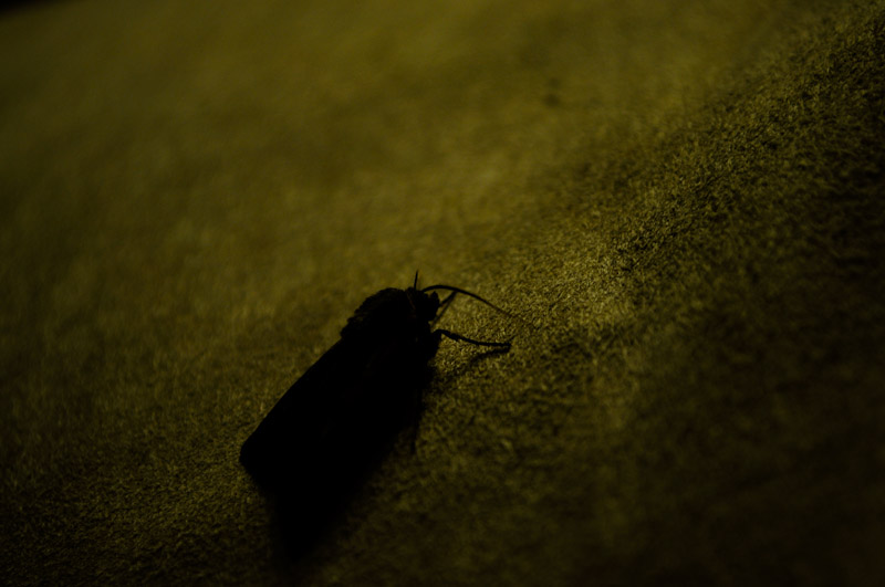 moth on suede