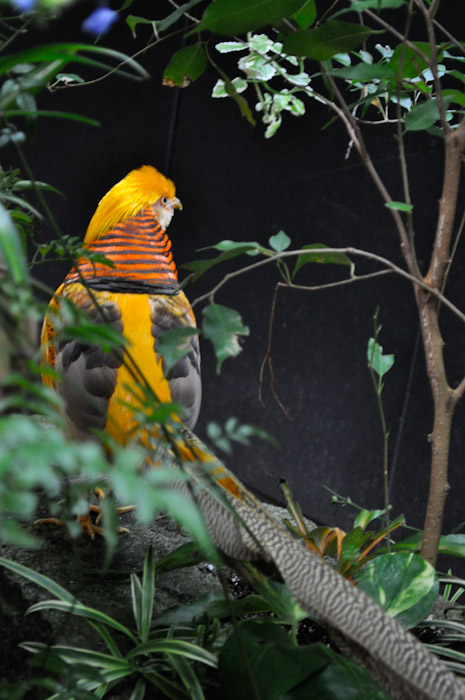 bird