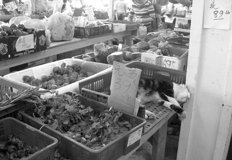 grocery