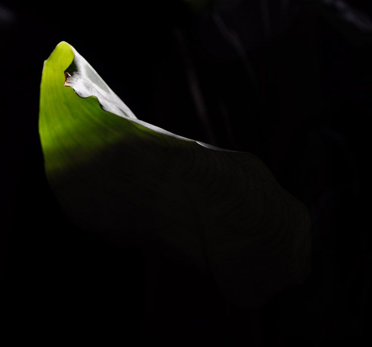 leaf edge