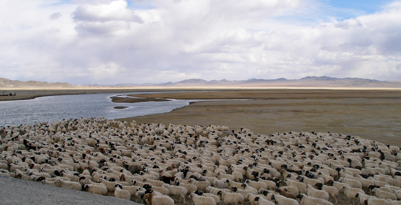 Mongolian Sheep