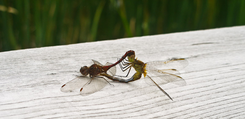 Dragonflies