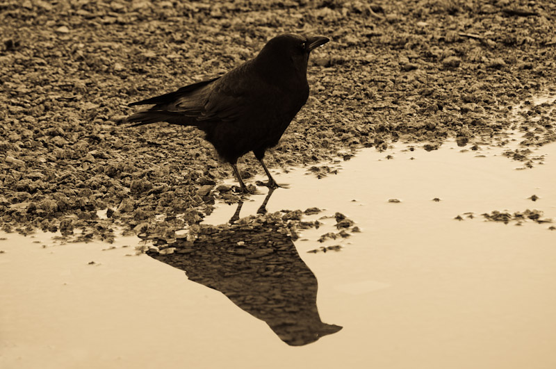 bird