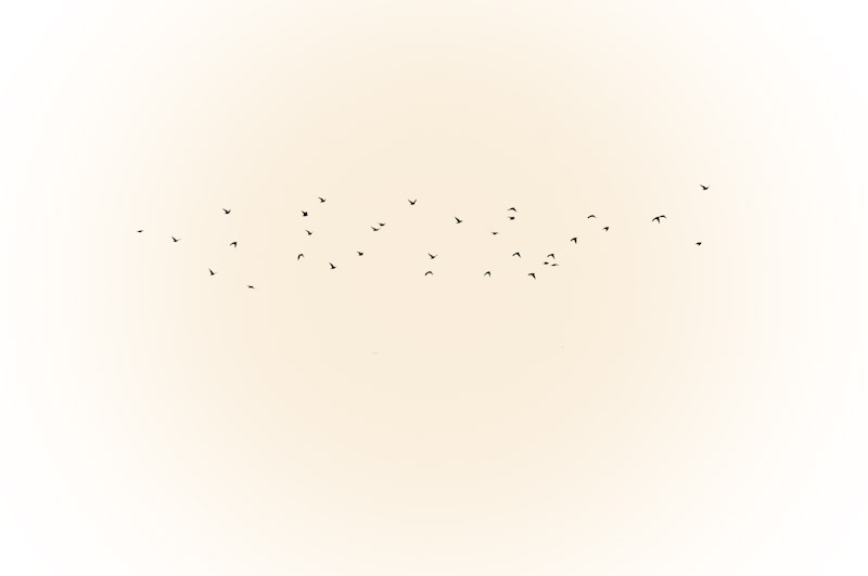the birds still fly away