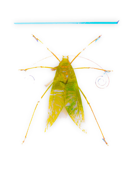 bug