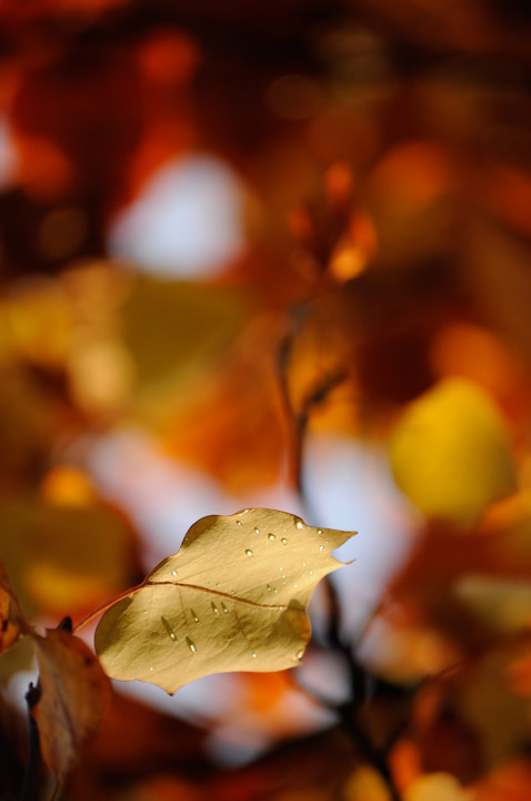 it's fall here