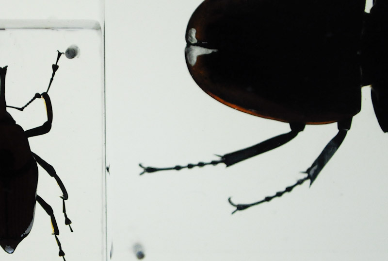 all that bug stuff