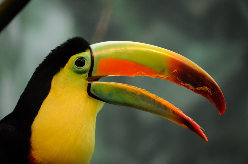 Toucan