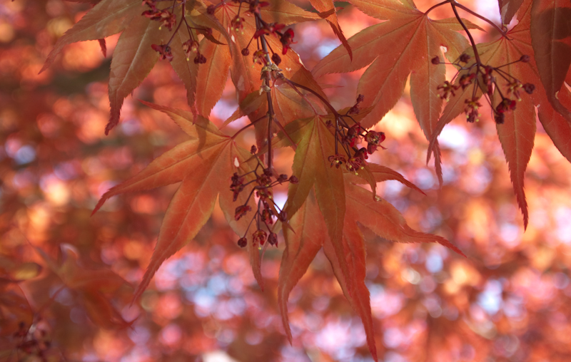 leafiness