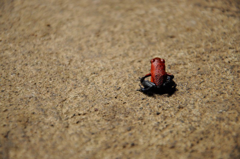 Strawberry poison dart frog