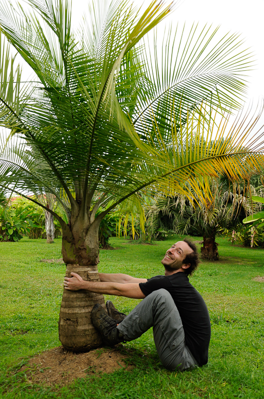 Jonathan climbs a palm tree