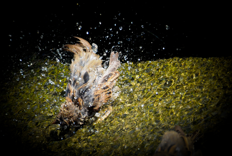 Boston street bathing