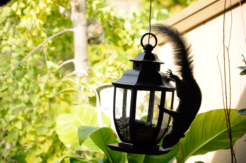 Squirrels!