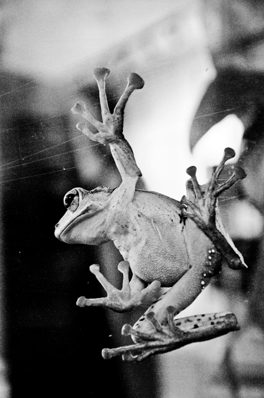 Frog immigrating to America, circa 1950.