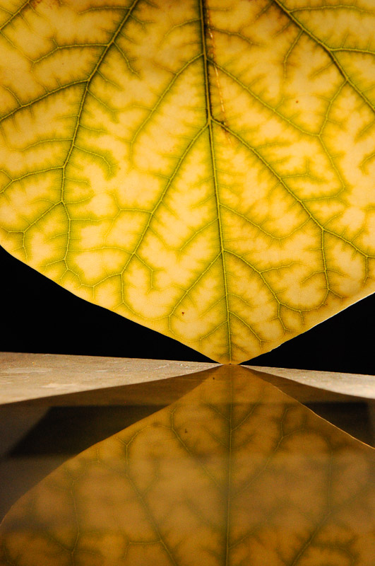 Another dang leaf